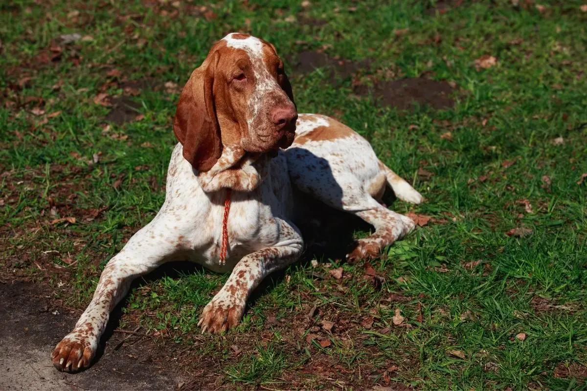 Bracco Italiano