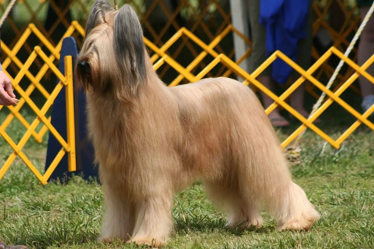 Briard