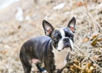 Brindle Boston Terrier: Facts You Need To Know Before Owning This Tiger-Striped Boston Terrier