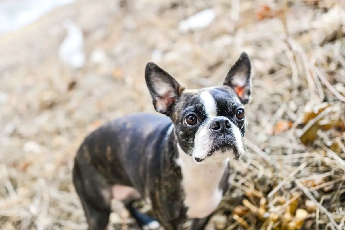 Brindle Boston Terrier Facts You Need To Know Before Owning This Tiger-Striped Boston Terrier