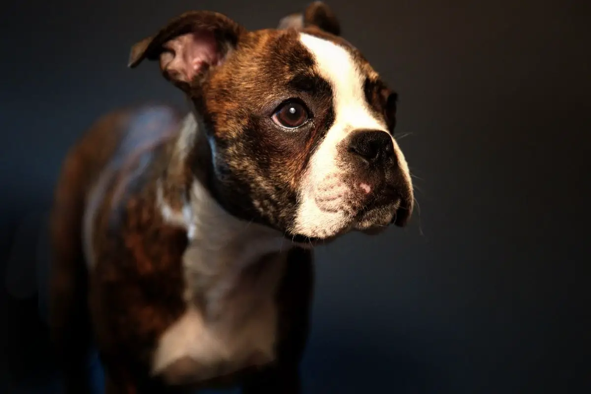 Brindle Boston Terrier’s Temperament