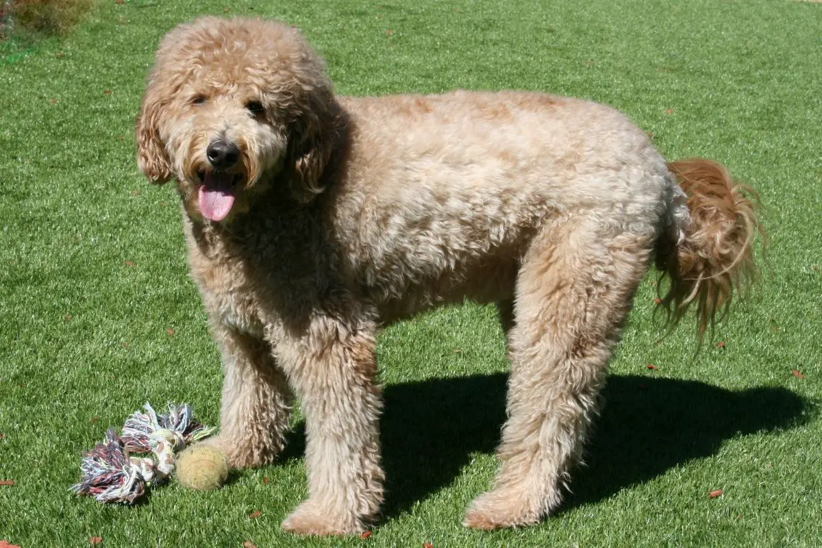 What Do I Need To Know Before Buying A Goldendoodle