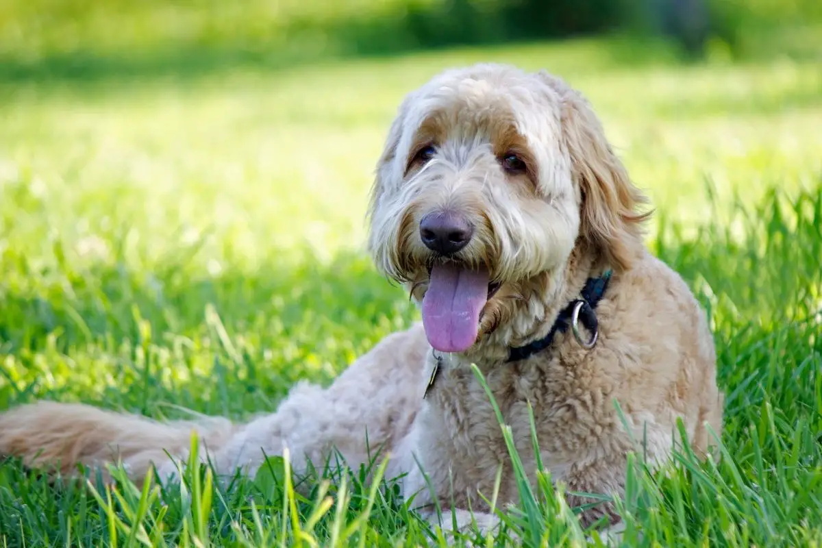 What Do I Need To Know Before Buying A Goldendoodle?