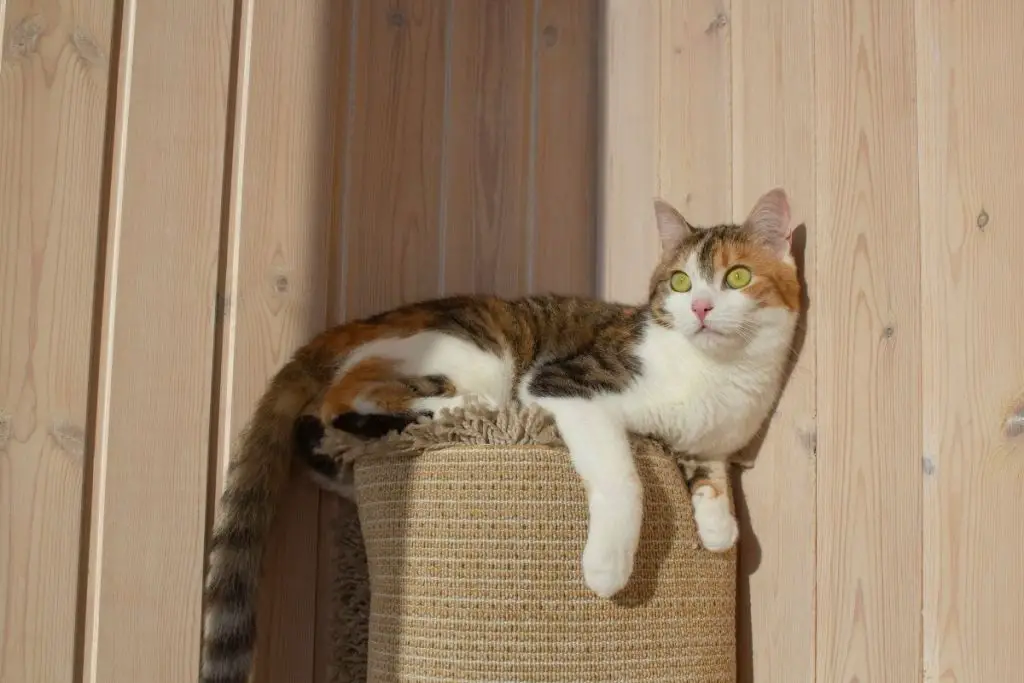 Can Cats Eat Flies? Should I Worry If My Cat Ate A Fly? AnimalFate