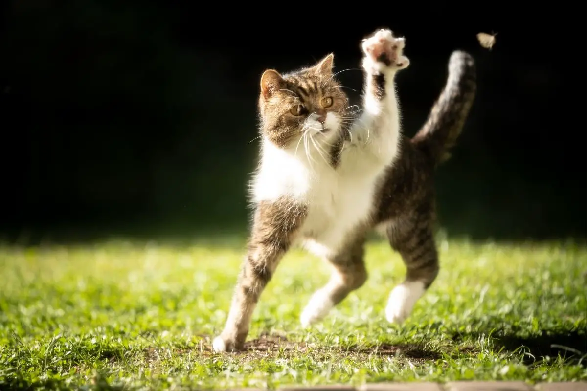 Can Cats Eat Flies? Should I Worry If My Cat Ate A Fly? AnimalFate