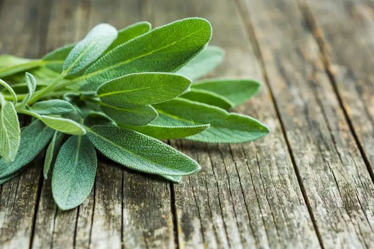 Can Cats Eat Sage? Is Sage Poisonous To Cats? AnimalFate