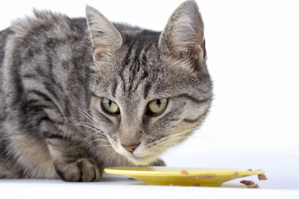 Can Cats Eat Sage? Is Sage Poisonous To Cats? AnimalFate