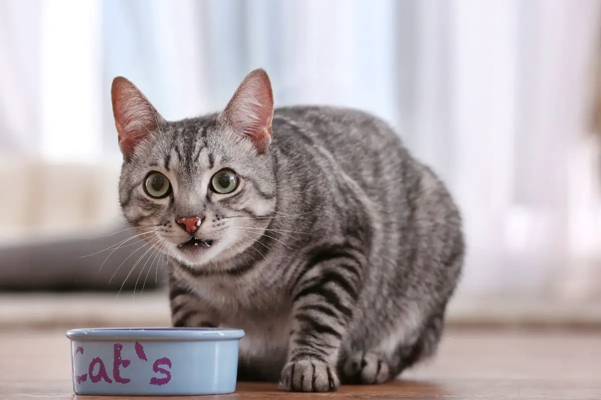 Can Cats Eat Sage? Is Sage Poisonous To Cats?