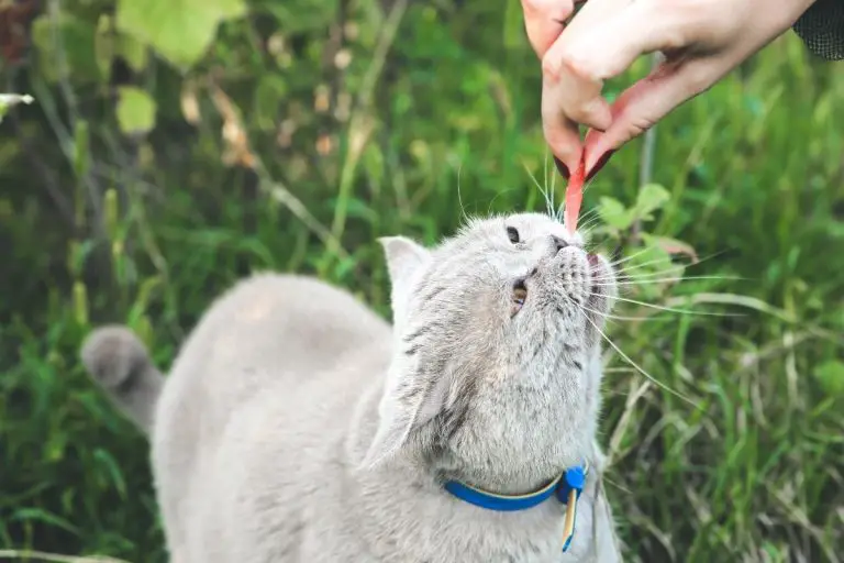 Can Cats Have Watermelon 11 Things Your Cat Can Eat