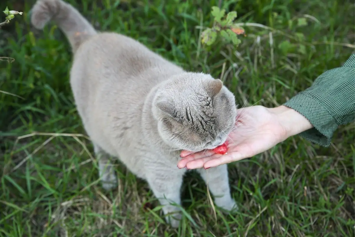 Can Cats Have Watermelon 11 Things Your Cat CanEat