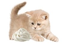 Can Cats Have Whipped Cream? What Happens If Cats Eat Whipped Cream?