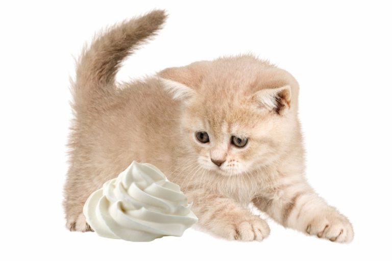 Can Cats Have Whipped Cream? What Happens If Cats Eat Whipped Cream?