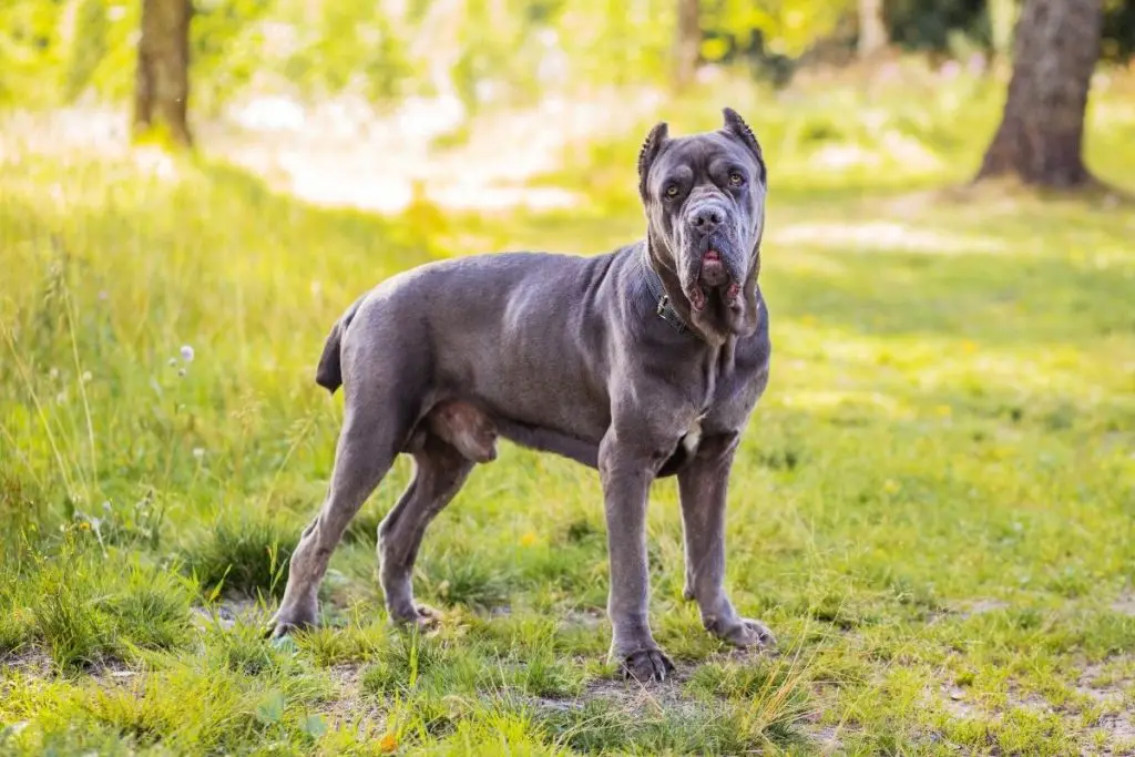 20 World's Strongest Dog Breeds (Pound For Pound) AnimalFate