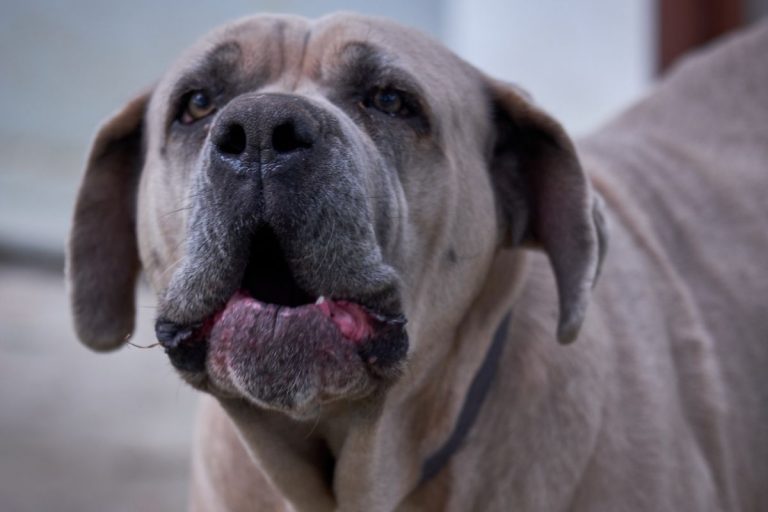 Cane Corso Formentino