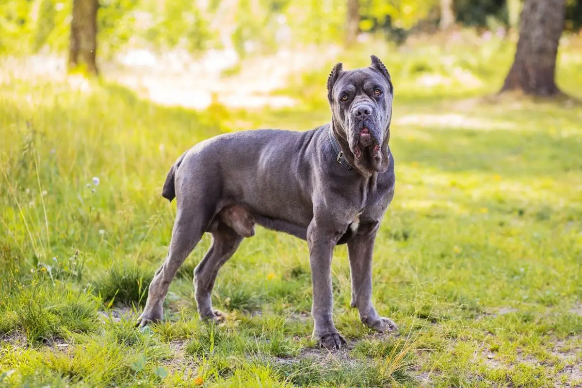 Cane Corso