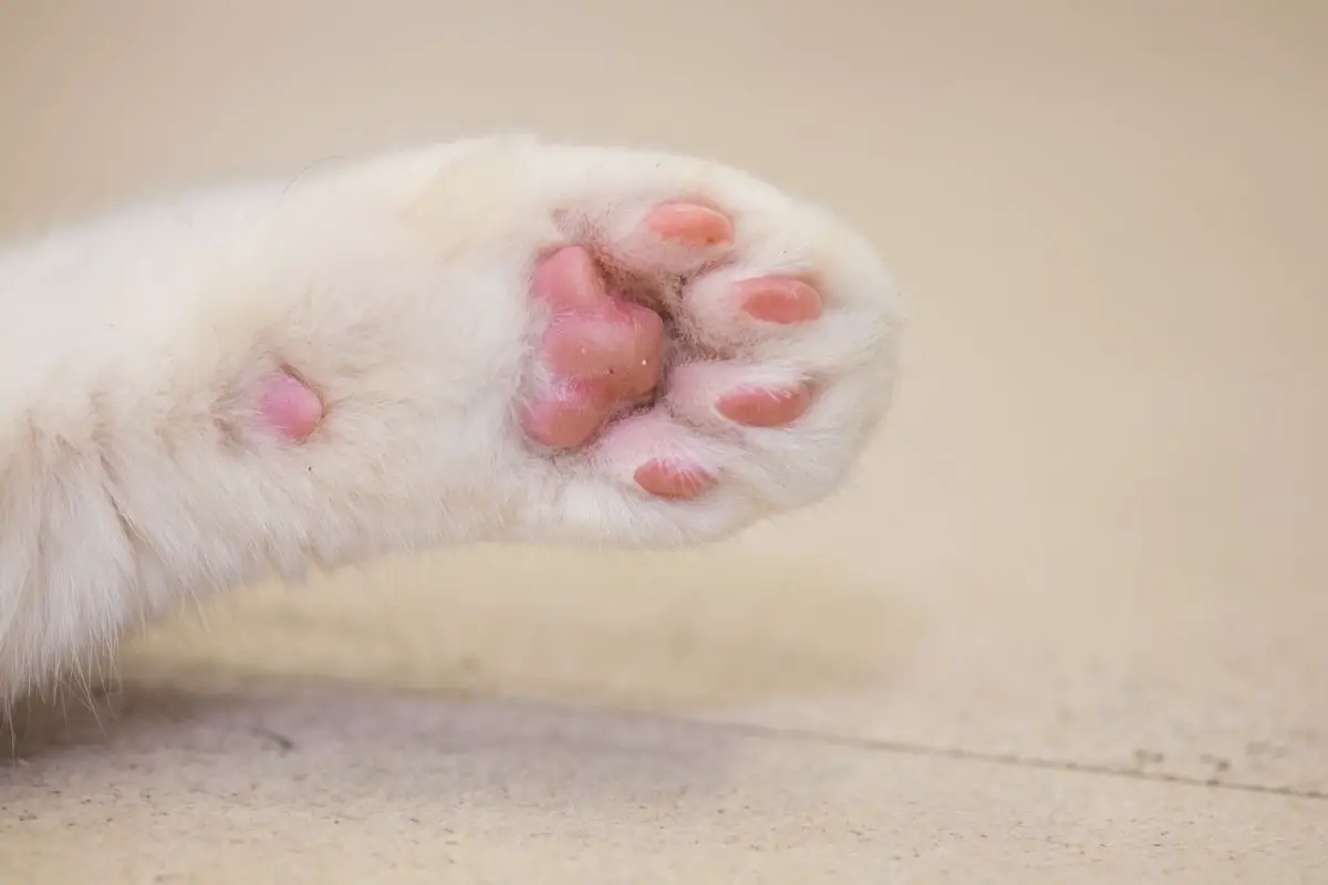 Cat Paw Anatomy