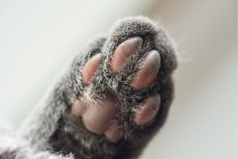 Cat Paw Anatomy