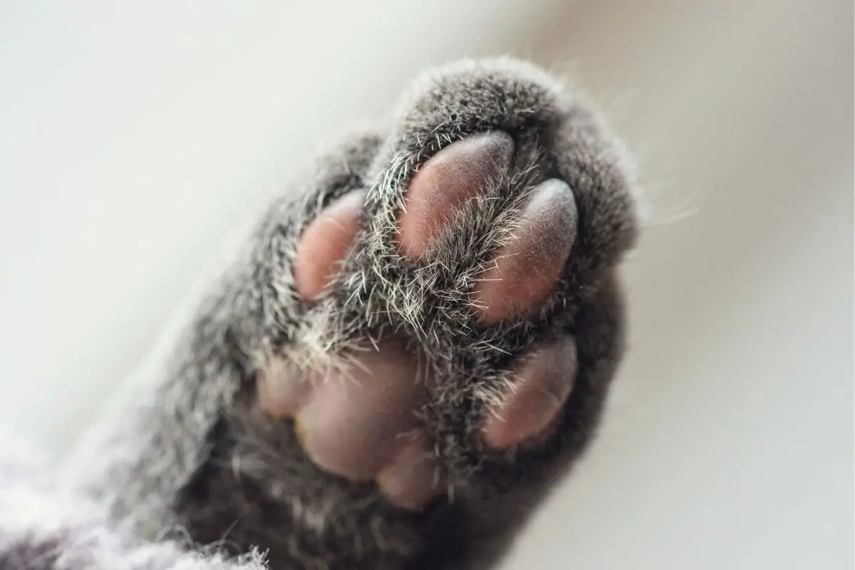 Cat Paw Anatomy