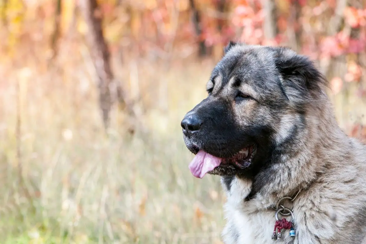 Caucasian Shepherd