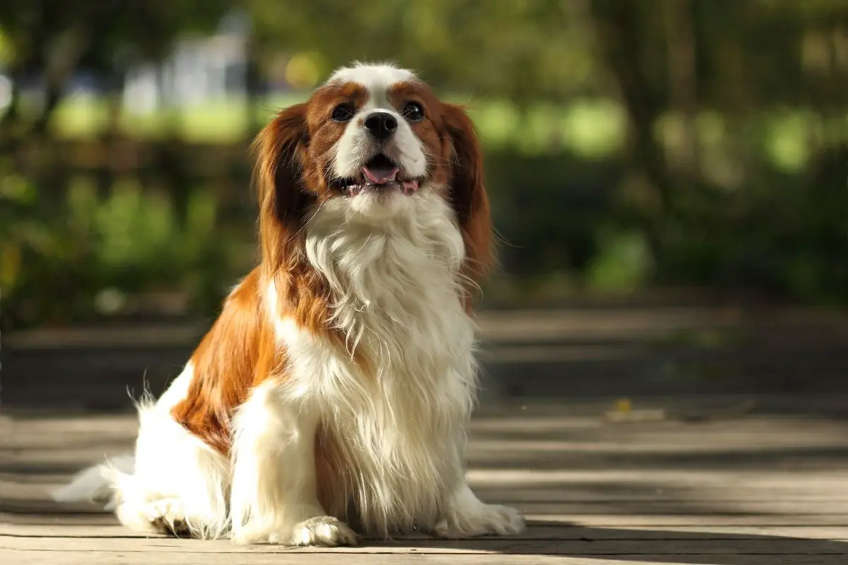 Cavalier King Charles Spaniel