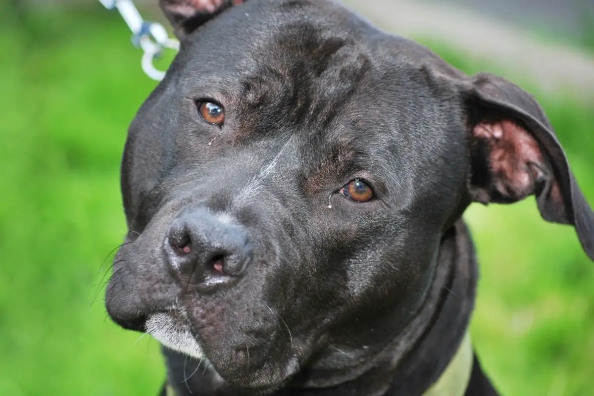 Controversies Surrounding the Black Pitbull