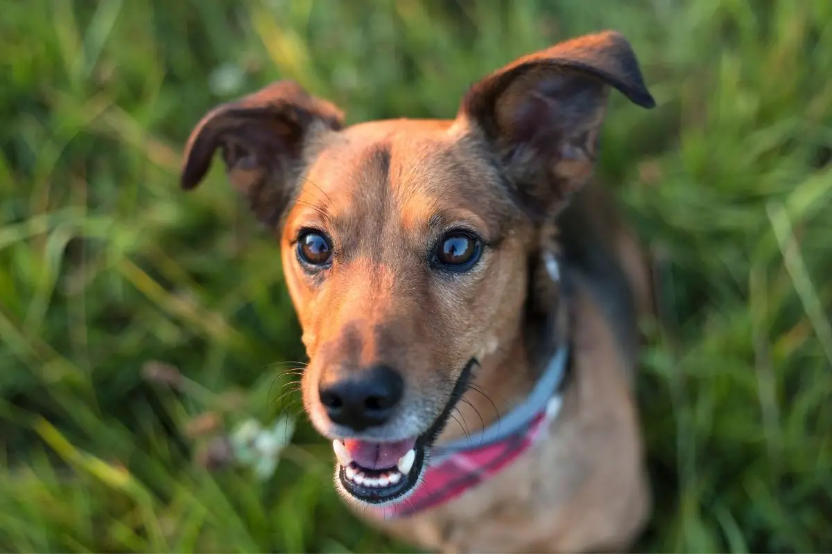 Dachshund Terrier Mix