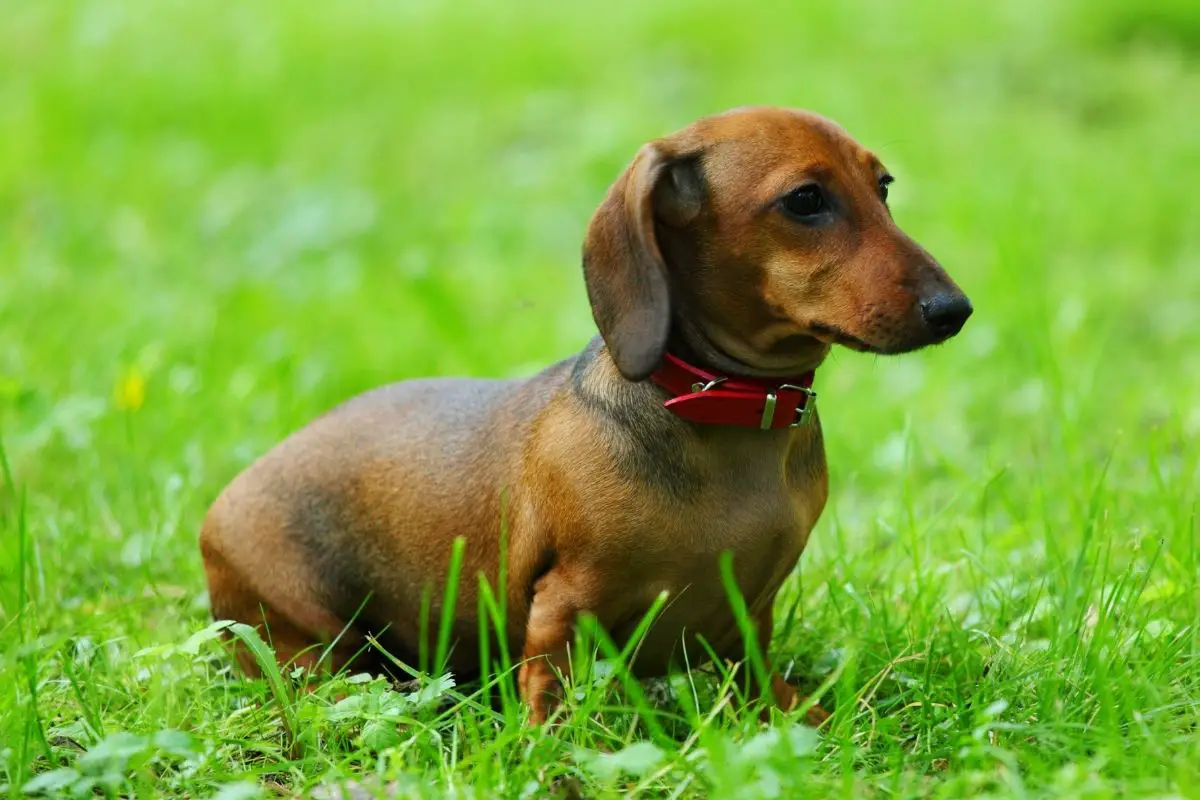 Dachshund