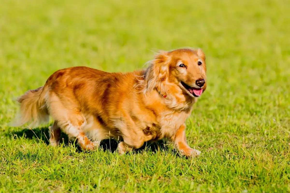 Dachshunds