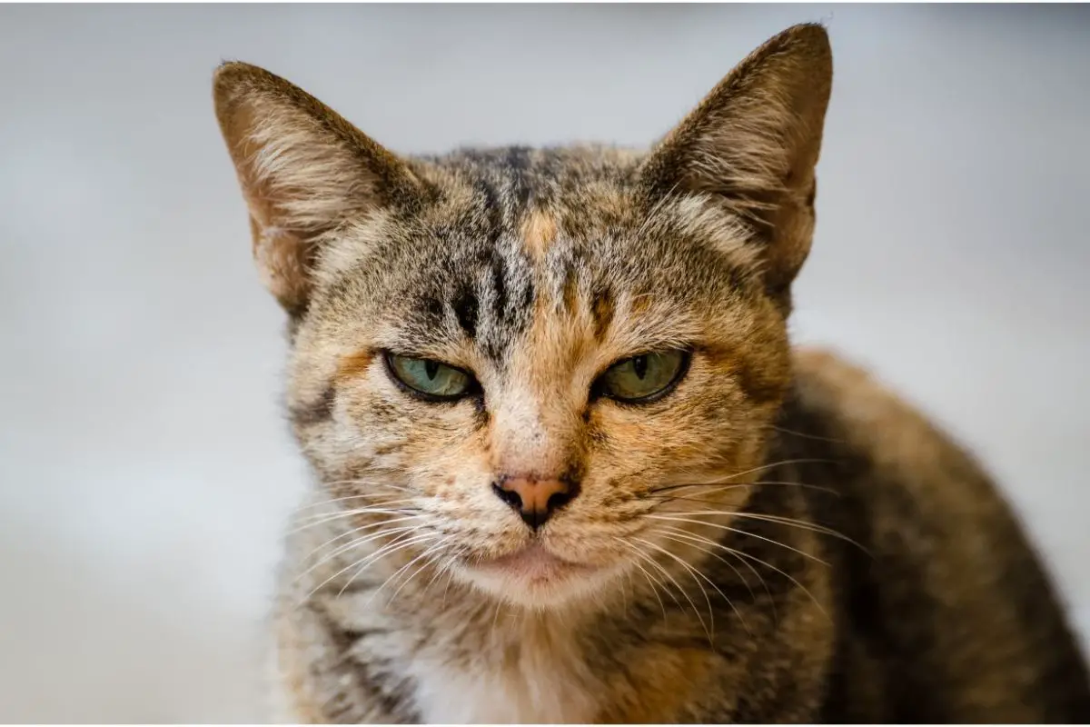 Do Cats Poop On The Floor When Angry How To Handle The Situation