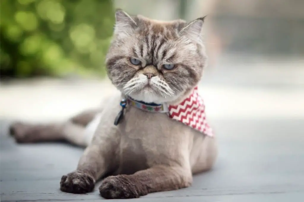 Do Cats Poop On The Floor When Angry? How To Handle The Situation? AnimalFate