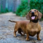 Do Long, Smooth, And Wire Haired Dachshunds Have Different Personalities