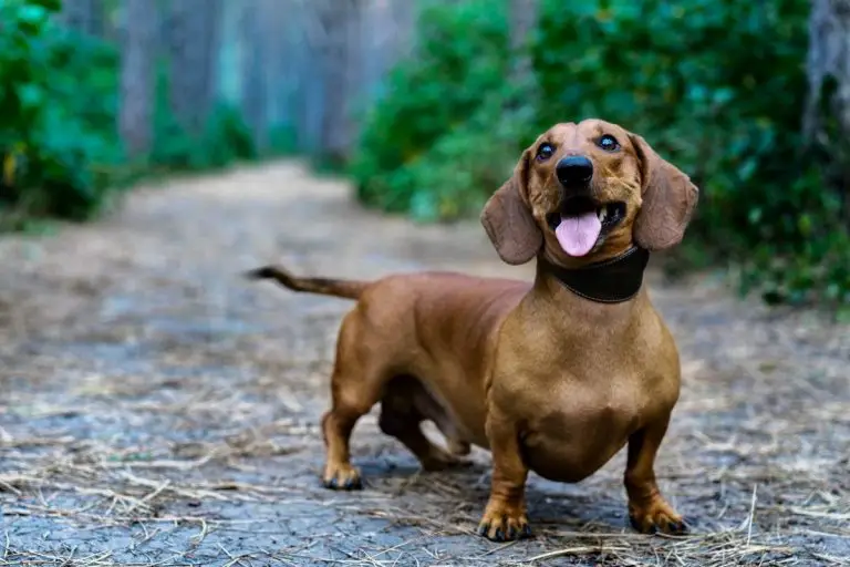 Do Long, Smooth, And Wire Haired Dachshunds Have Different Personalities