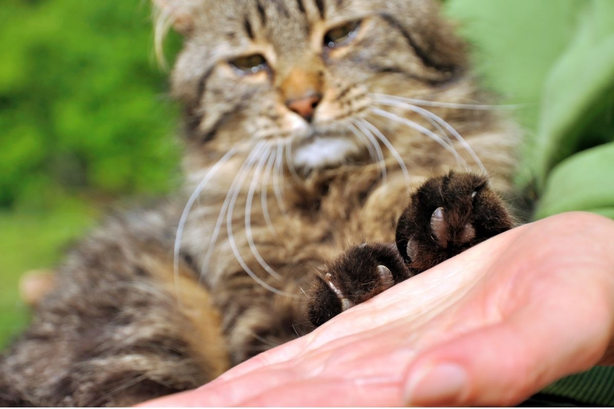 Do Overgrown Nails Hurt Cats
