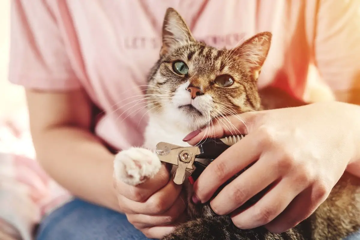 Do Overgrown Nails Hurt Cats