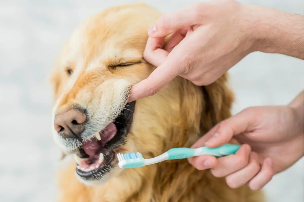 Dog Care Tips – How To Take Care Of Your Dog’s Teeth