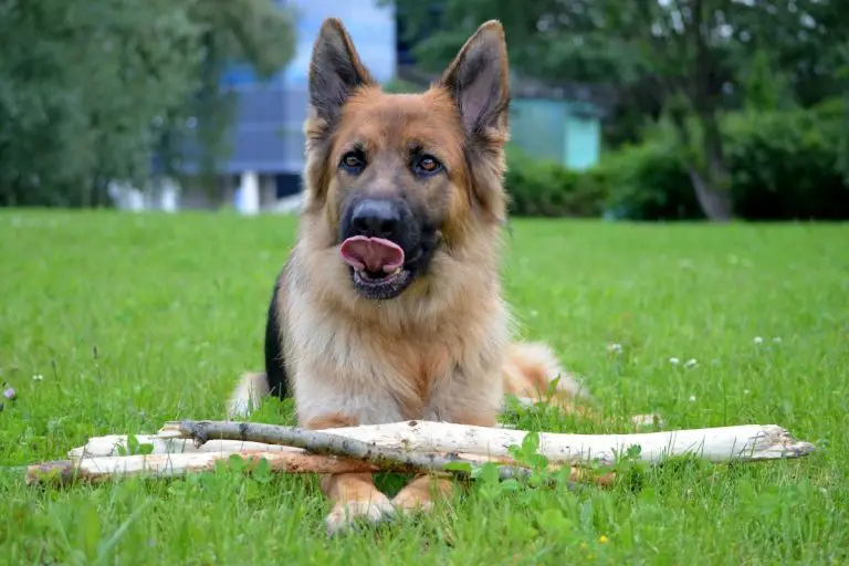 Dwarf German Shepherd: The Long And Short Of Dog Dwarfism