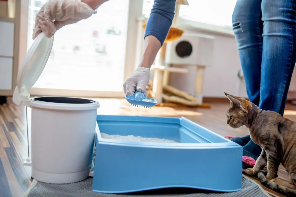 Enforce Clean Litter Boxes