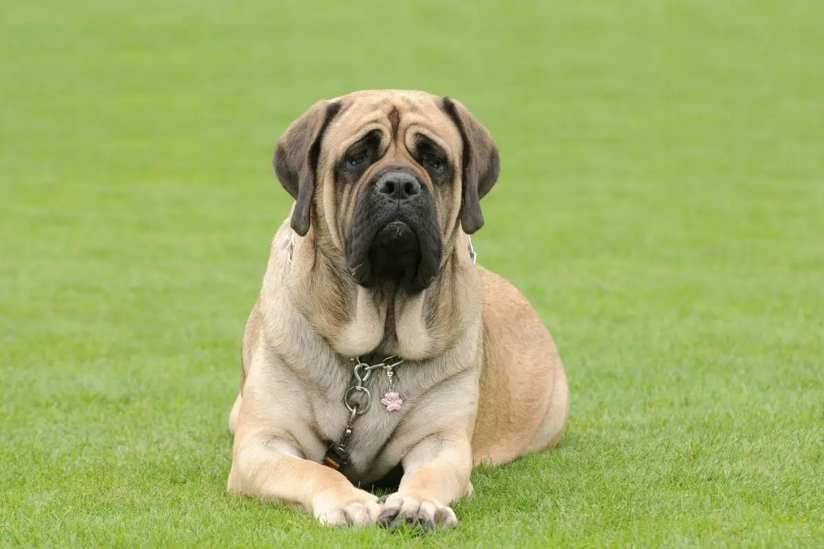 English Mastiff