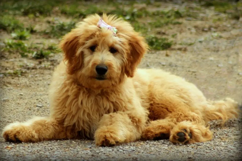 Everything You Need To Know About Goldendoodle
