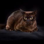 Everything You Need To Know About The Black Burmese Cat