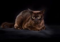 Everything You Need To Know About The Black Burmese Cat