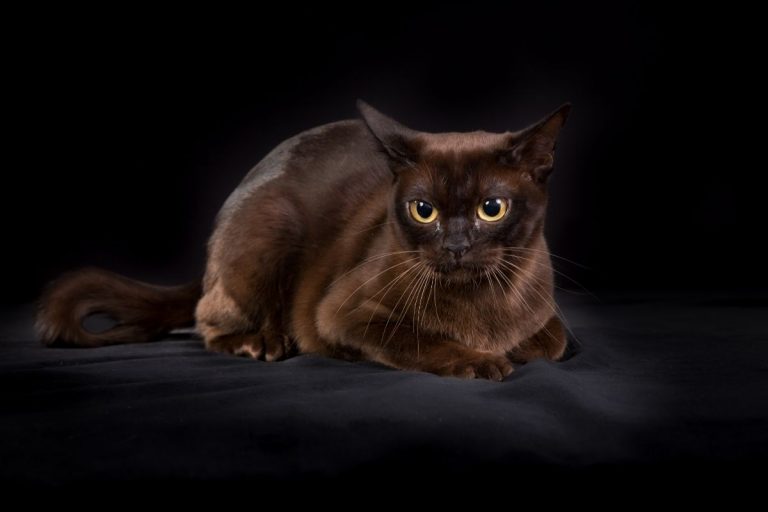 Everything You Need To Know About The Black Burmese Cat