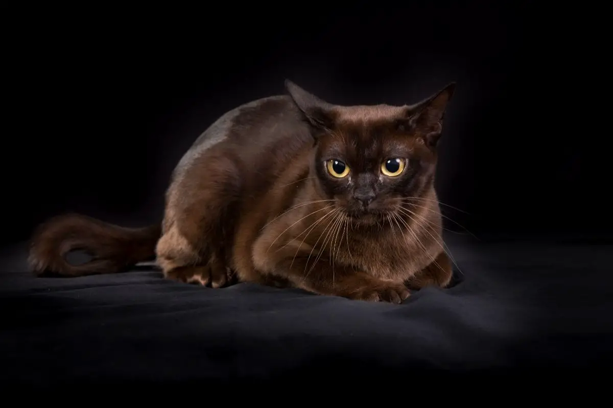 Everything You Need To Know About The Black Burmese Cat