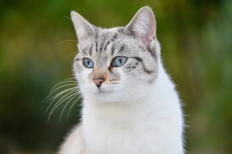 Everything You Need to Know About A Cat’s Memory Span
