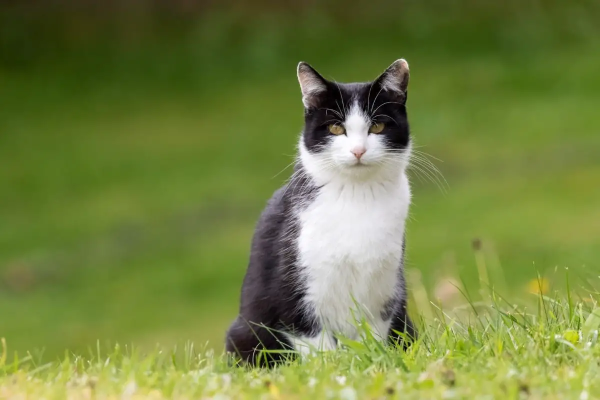 Everything You Need to Know About A Cat’s Memory Span