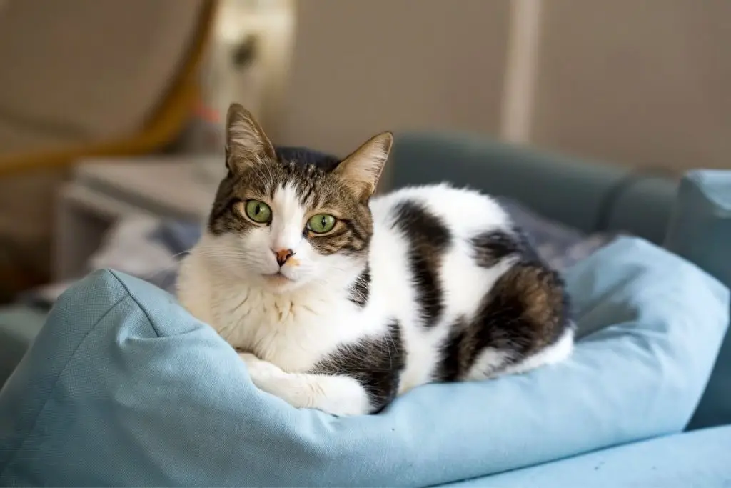 Cat’s Memory Span (Ultimate Guide) AnimalFate