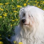 Everything You Need to Know About the Coton de Tulear