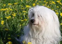 Everything You Need to Know About The Coton de Tulear