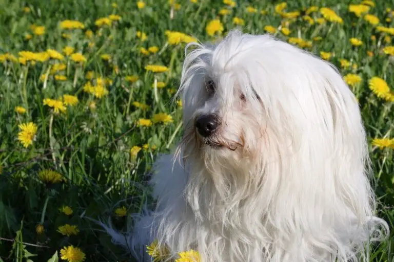 Everything You Need to Know About the Coton de Tulear
