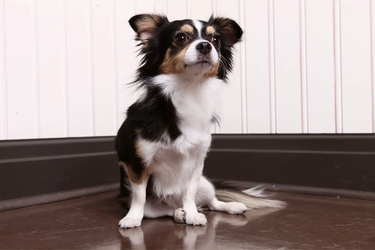 Everything You Need to Know About the Long-Haired Chiweenie